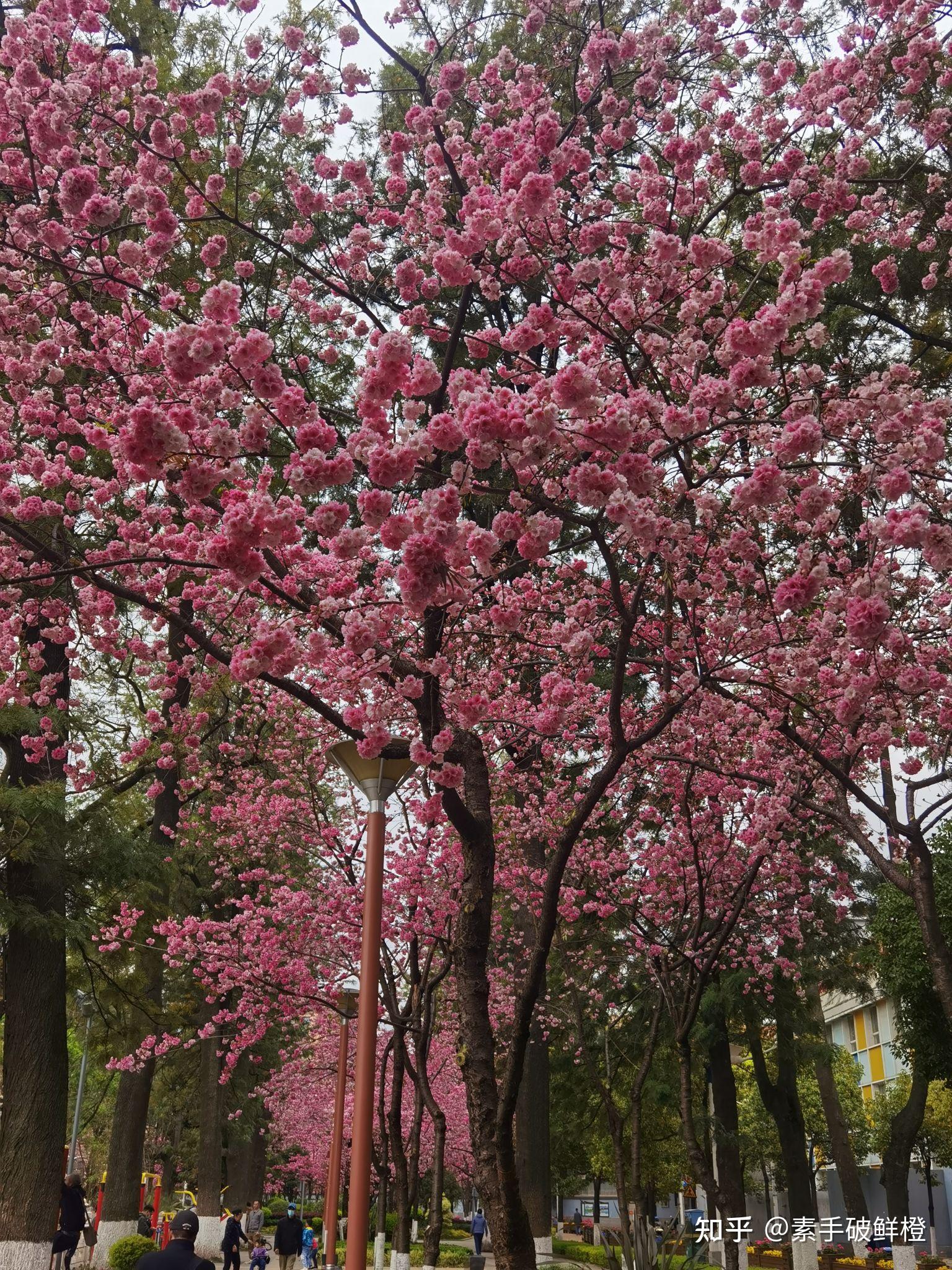 你春天看到过最美的花是什么花?