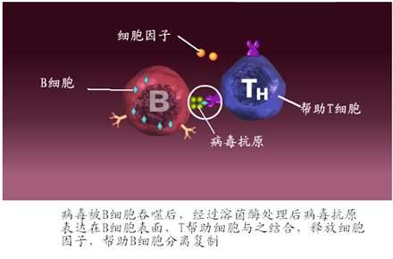 新型冠狀病毒46細胞因子s型r型菌落多糖