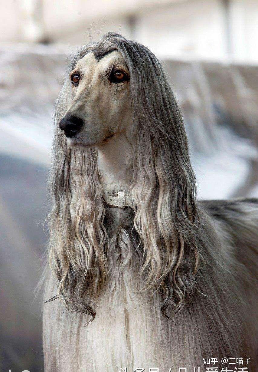 为什么所有动物中只有人长长头发? - 知乎