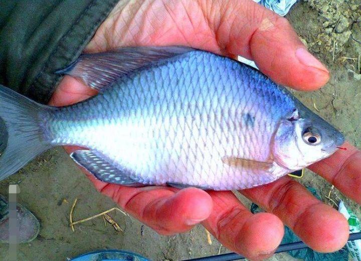 谁知道这是什么品种的鳑鲏鱼