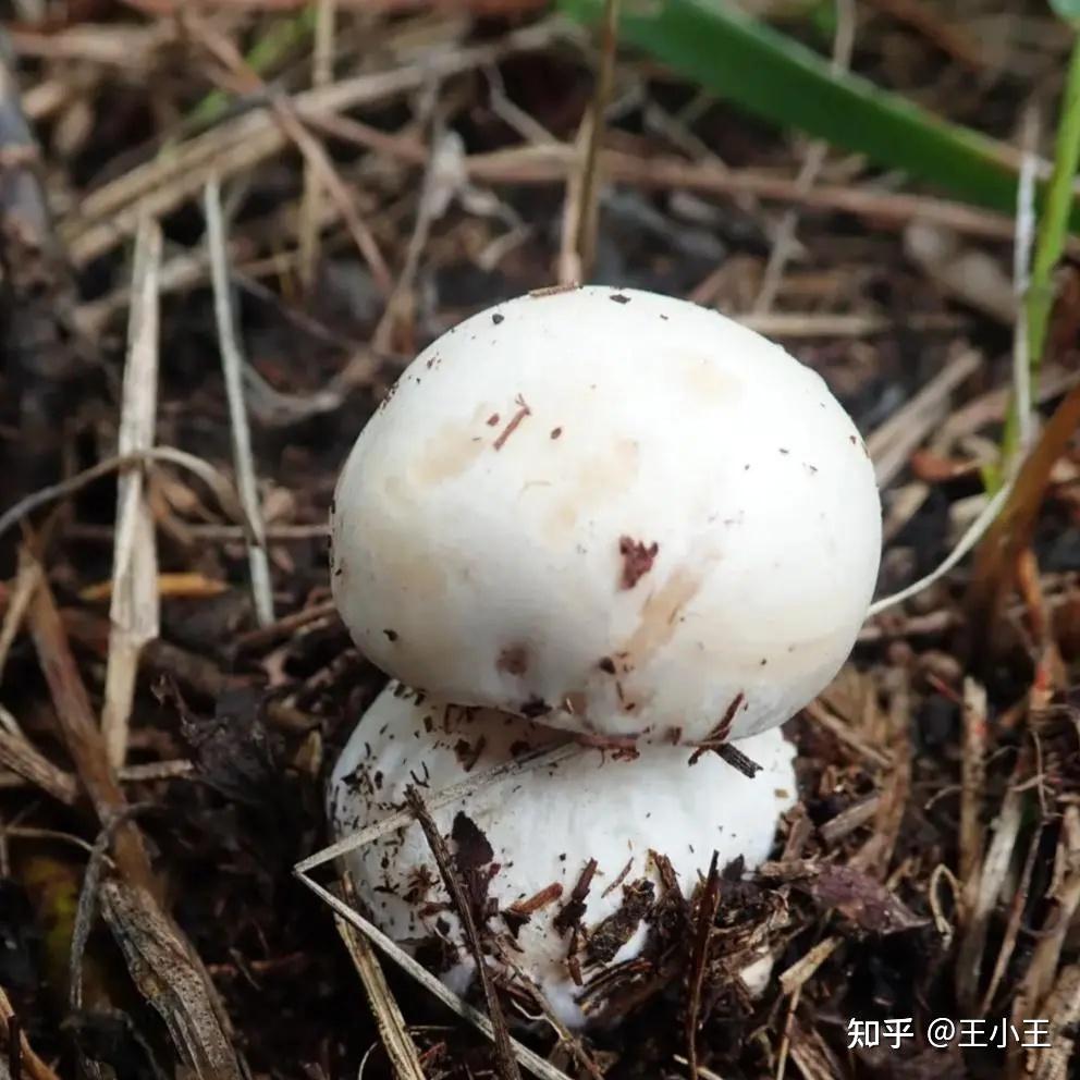 口蘑和双孢菇是一样的吗,不是的话,有什么区别,怎么区分? - 知乎