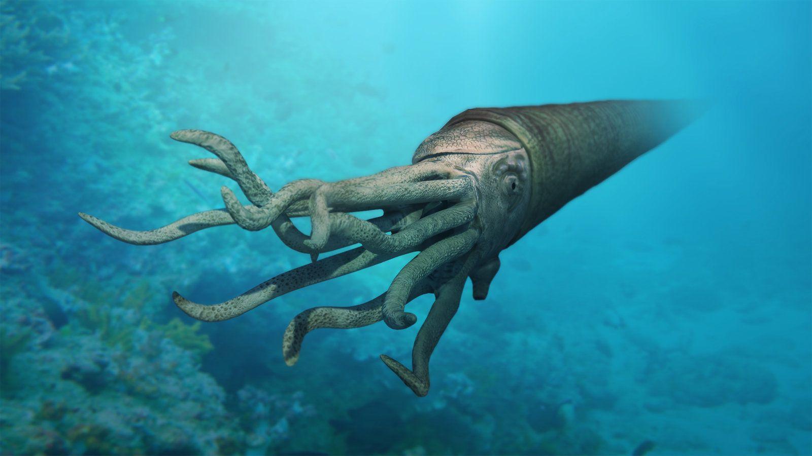 巨型鹦鹉螺 人工饲养图片