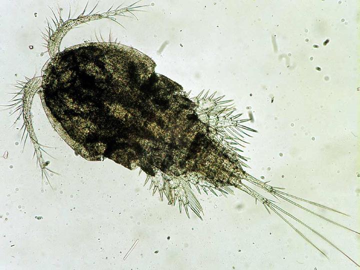 地球生物与人类 67 从宇宙诞生到人类文明 2人赞同了该文章 桡足纲