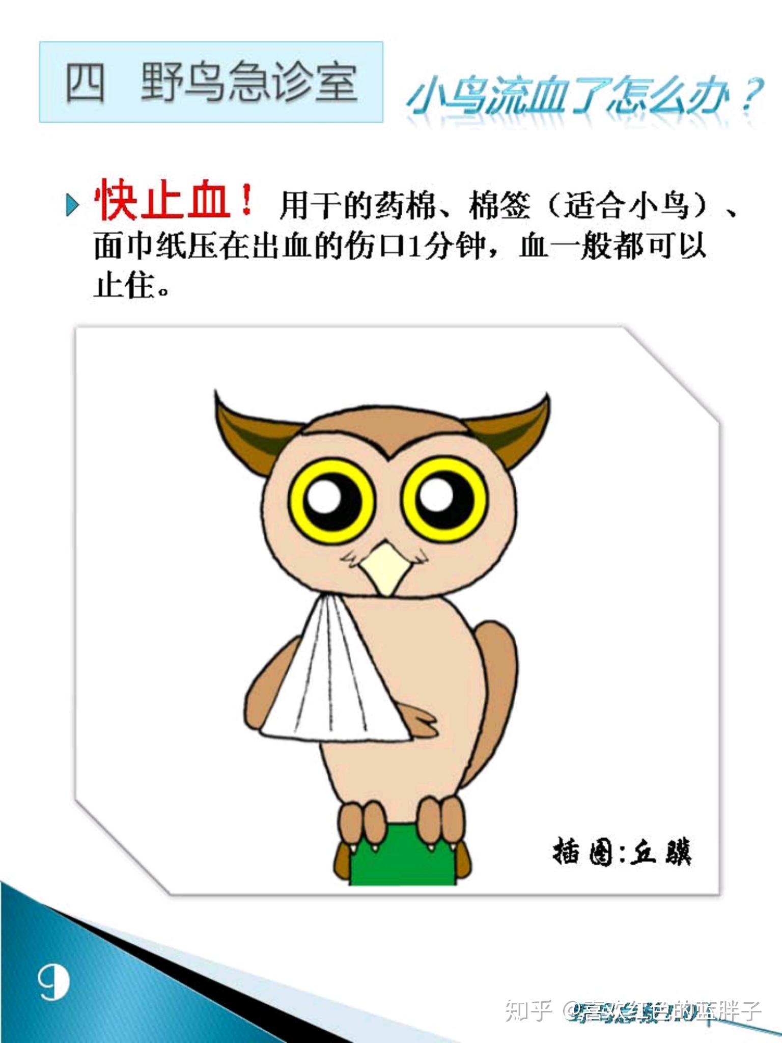 一大早在路边看到一只受伤的小鸟你会怎么做