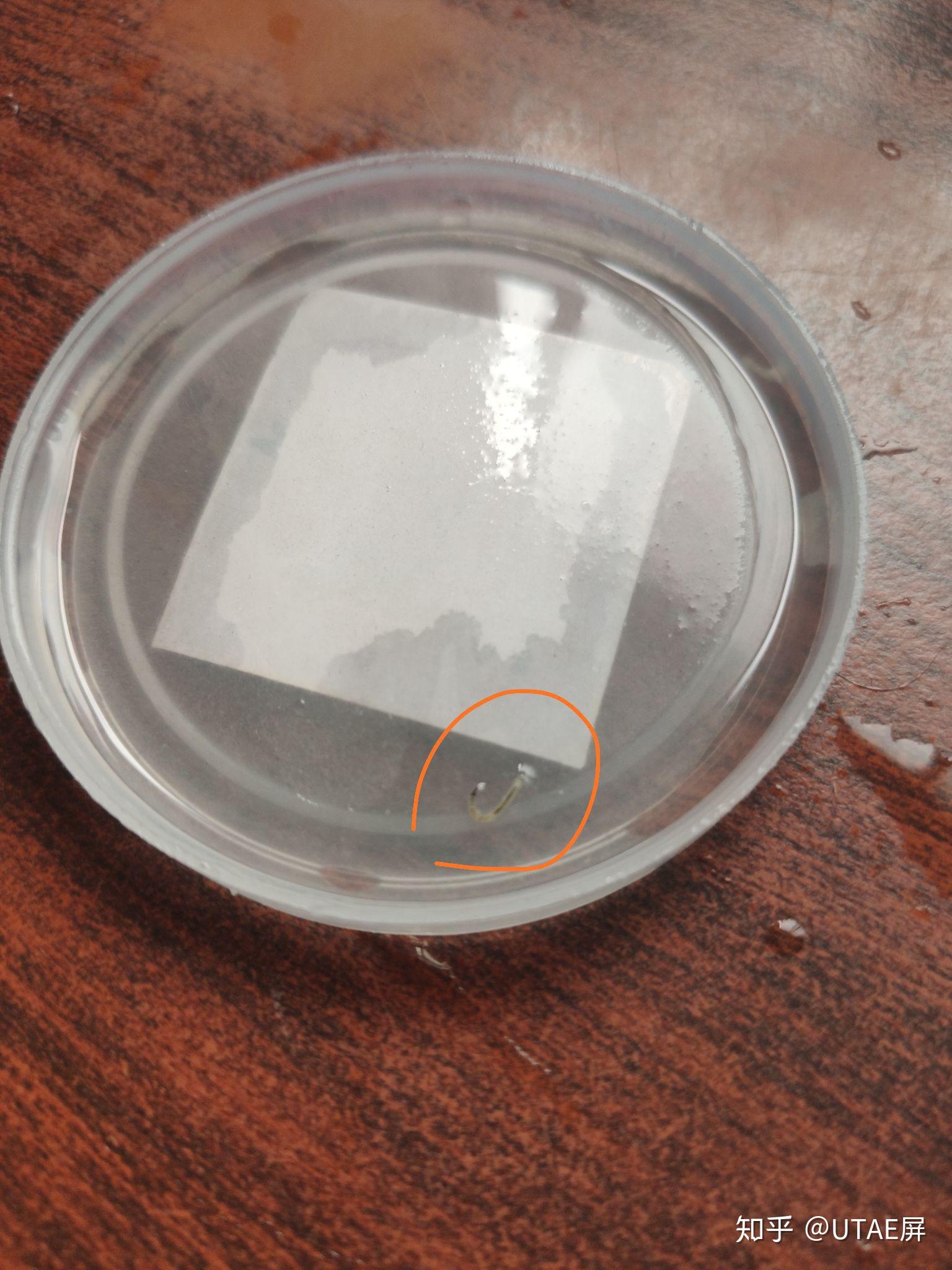 刷牙漱口时吐出小虫子