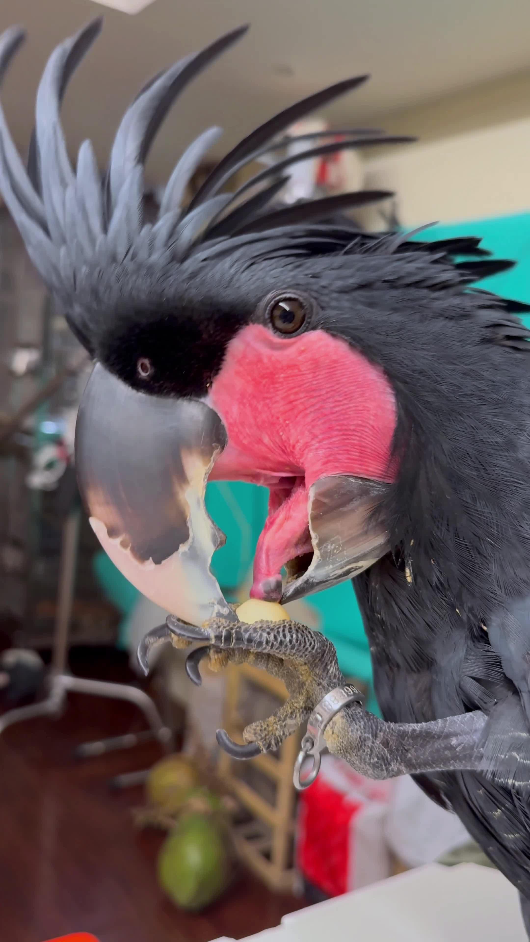 吃个坚果太难了鹦鹉鹦鹉日常宠物