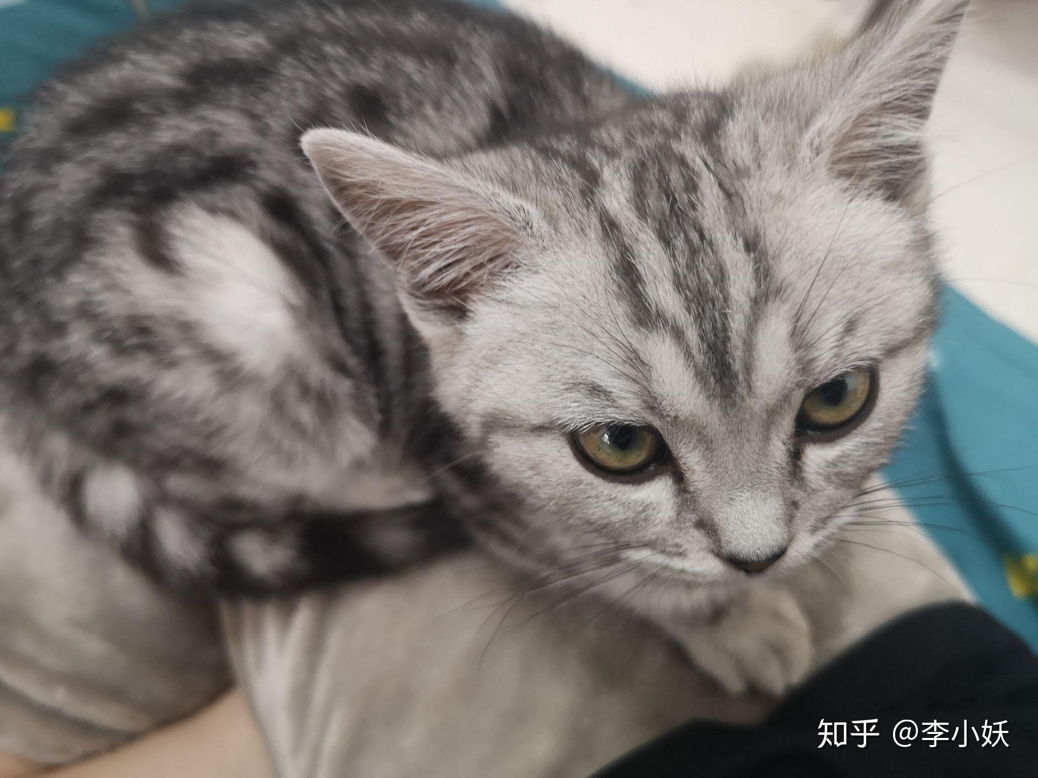 如何养一只脾气好粘人的美短