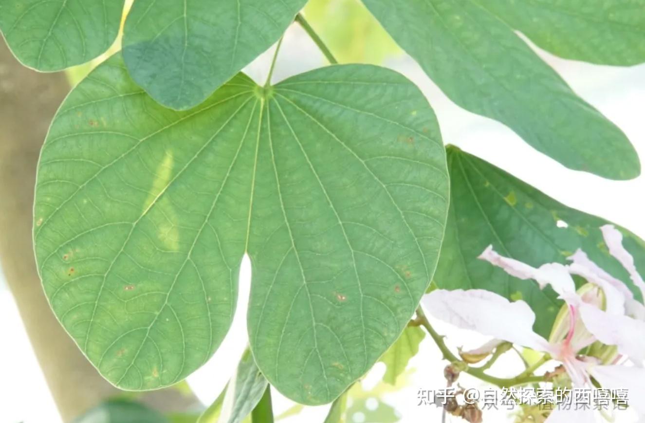 3种常见(红花/宫粉)羊蹄甲||你能分清吗? - 知乎