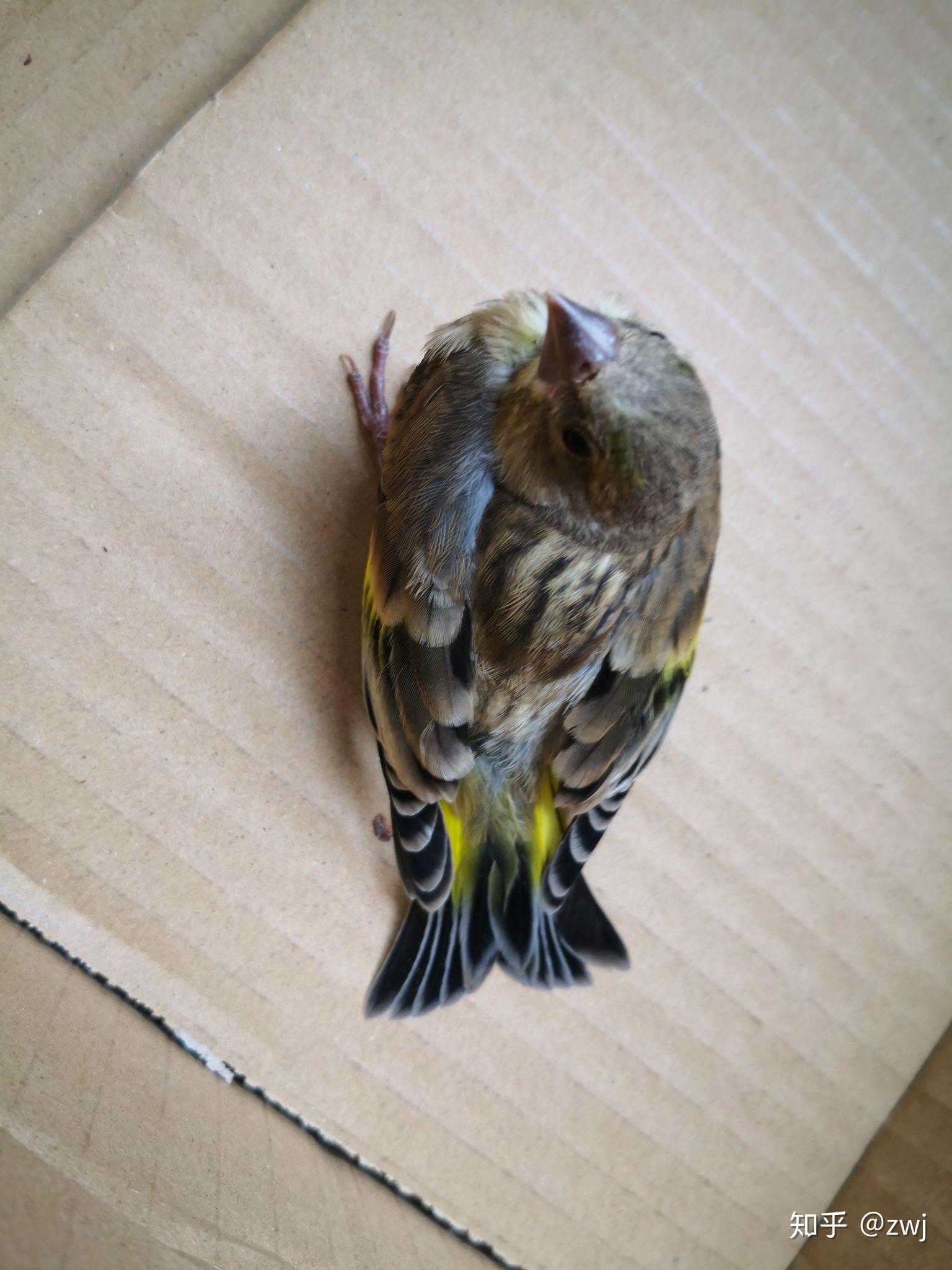 金翅雀幼鸟怎么养? - 知乎