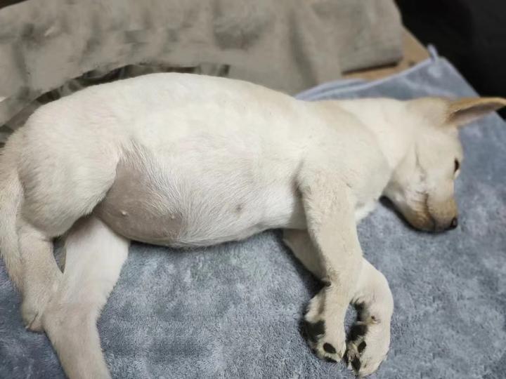 狗狗肚子大可能是腹水不容忽视