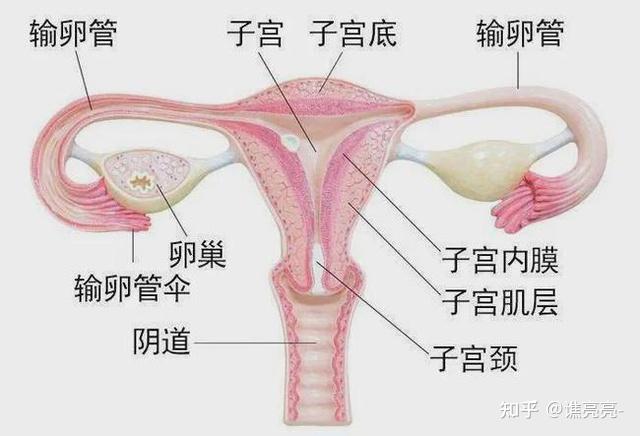 女人没有子宫能活多久图片