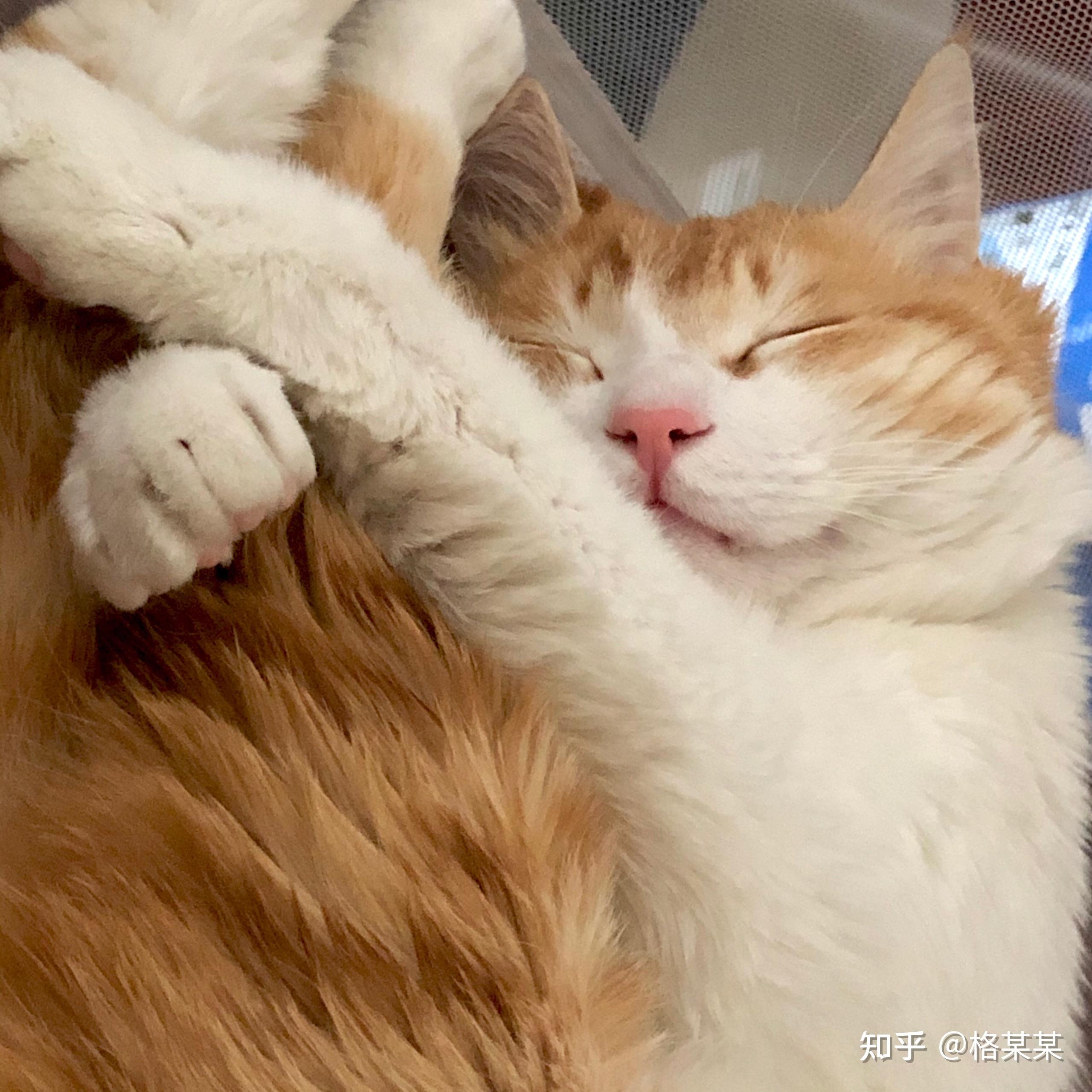 可以给我看看你们的橘猫吗?