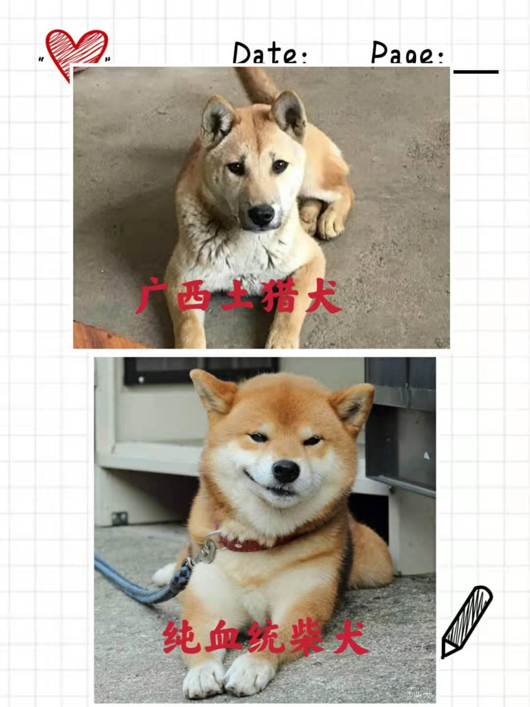 这只柴犬怎么样已经五个月了为什么还是跟小土狗一样