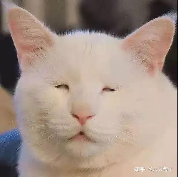 想看看丑丑的小猫咪有哪些丑萌丑萌的猫猫图看嘛