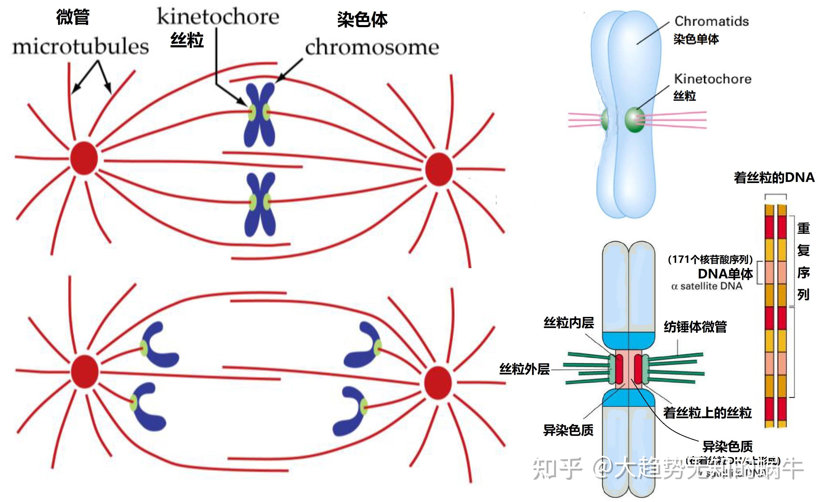 我们不知道答案的125个科学问题(65)端粒和着丝粒 - 知乎