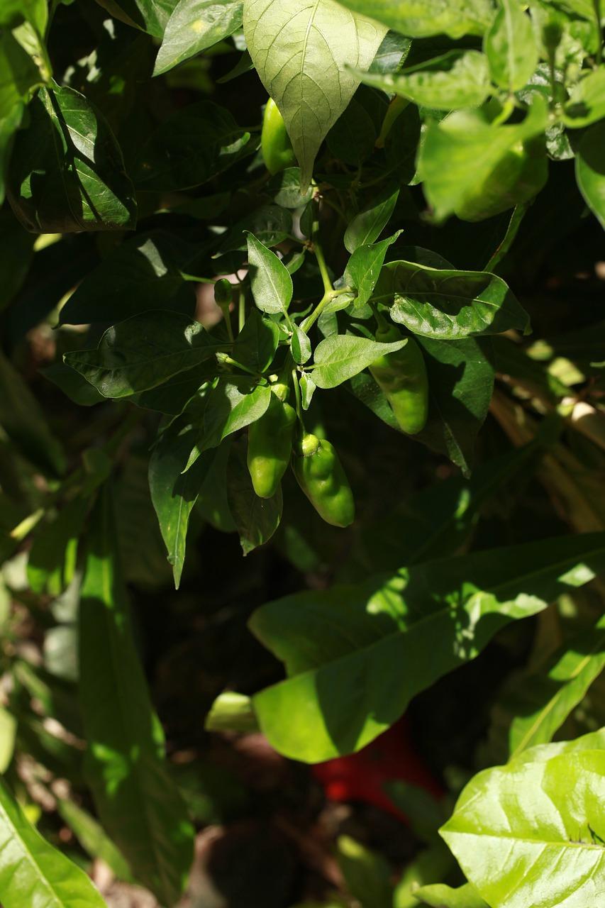 2. 玉米成熟天数