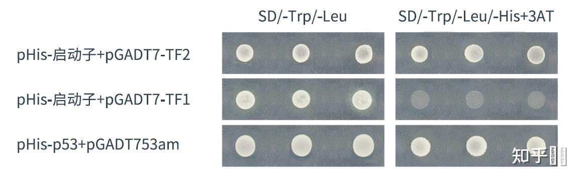 什么是酵母单杂交? - 知乎