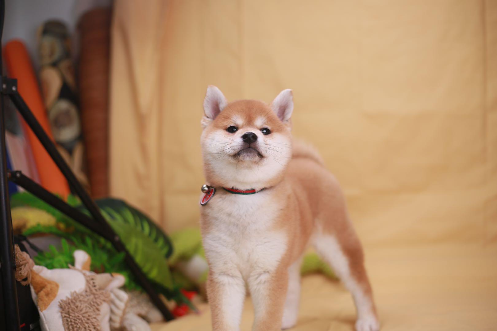 有人说纯血统柴犬是土狗上过学吗