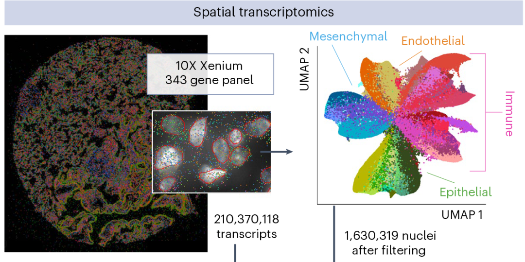 技术应用丨“超精准”Xenium空间原位技术,打造科研发文新引擎 - 知乎