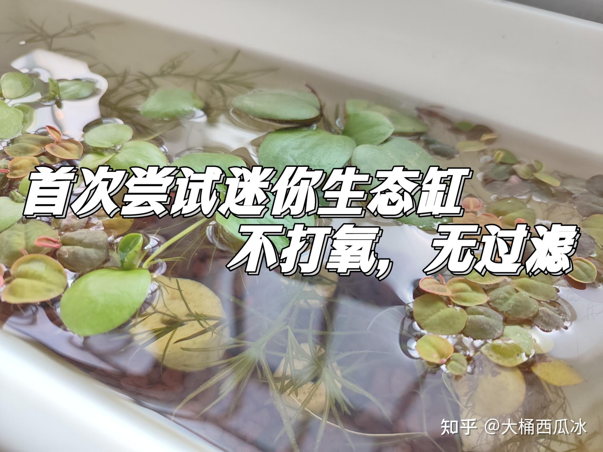 根据无穷小亮老师的视频，尝试一次迷你（古法养鱼）生态缸，不打氧，不换水，无过滤 - 知乎