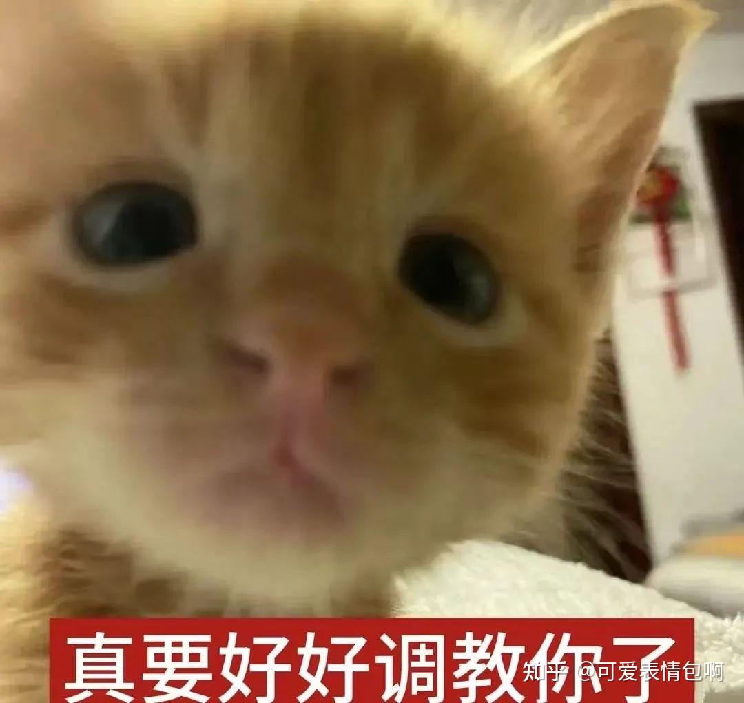 低脂小猫表情包,meme又喵喵~ - 知乎