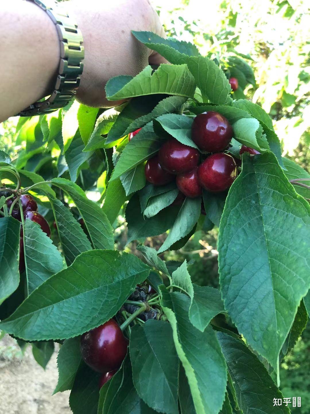 车厘子树长什么样子