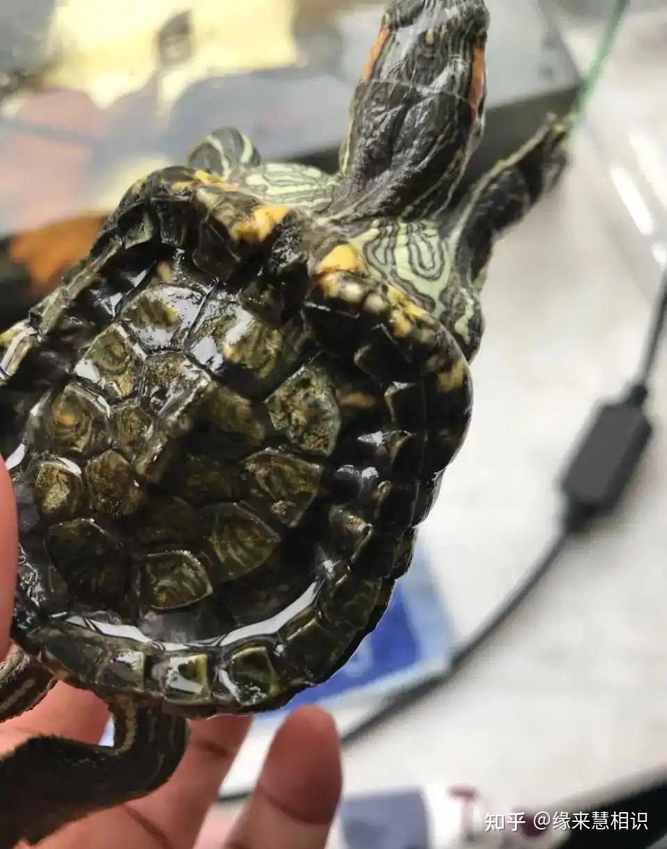 为什么要在乌龟背上涂油漆