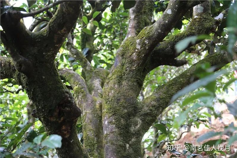 古树茶为什么更耐泡?有这几个原因! - 知乎