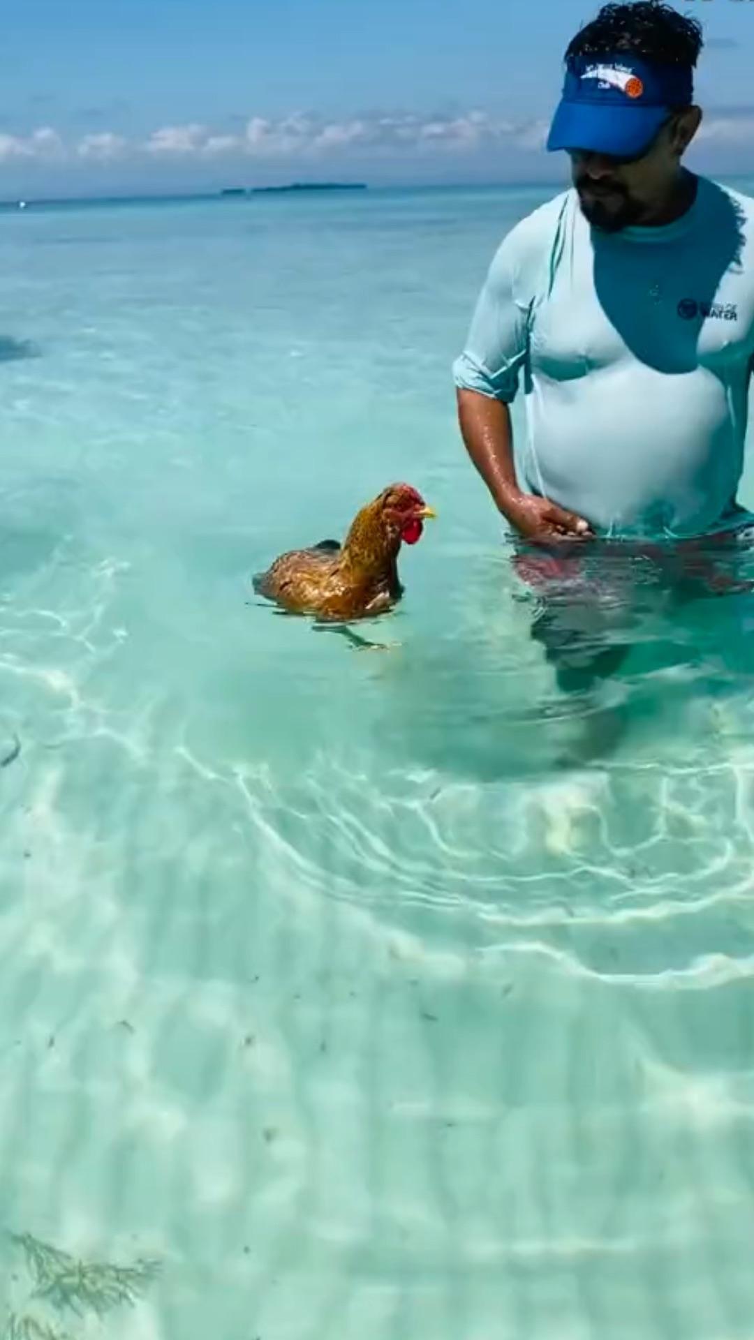 请问鸡会游泳吗