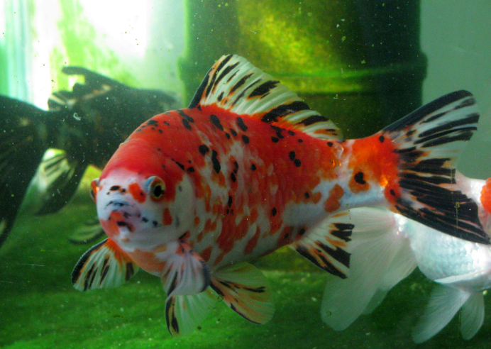 草金鱼和金鱼不能混养,它们是不同鱼类物种,别不听劝