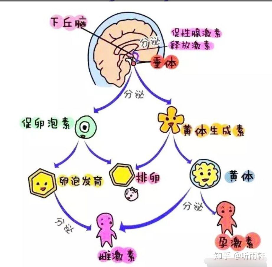 为什么会产生「闭经」现象，身体影响有哪些？ - 知乎