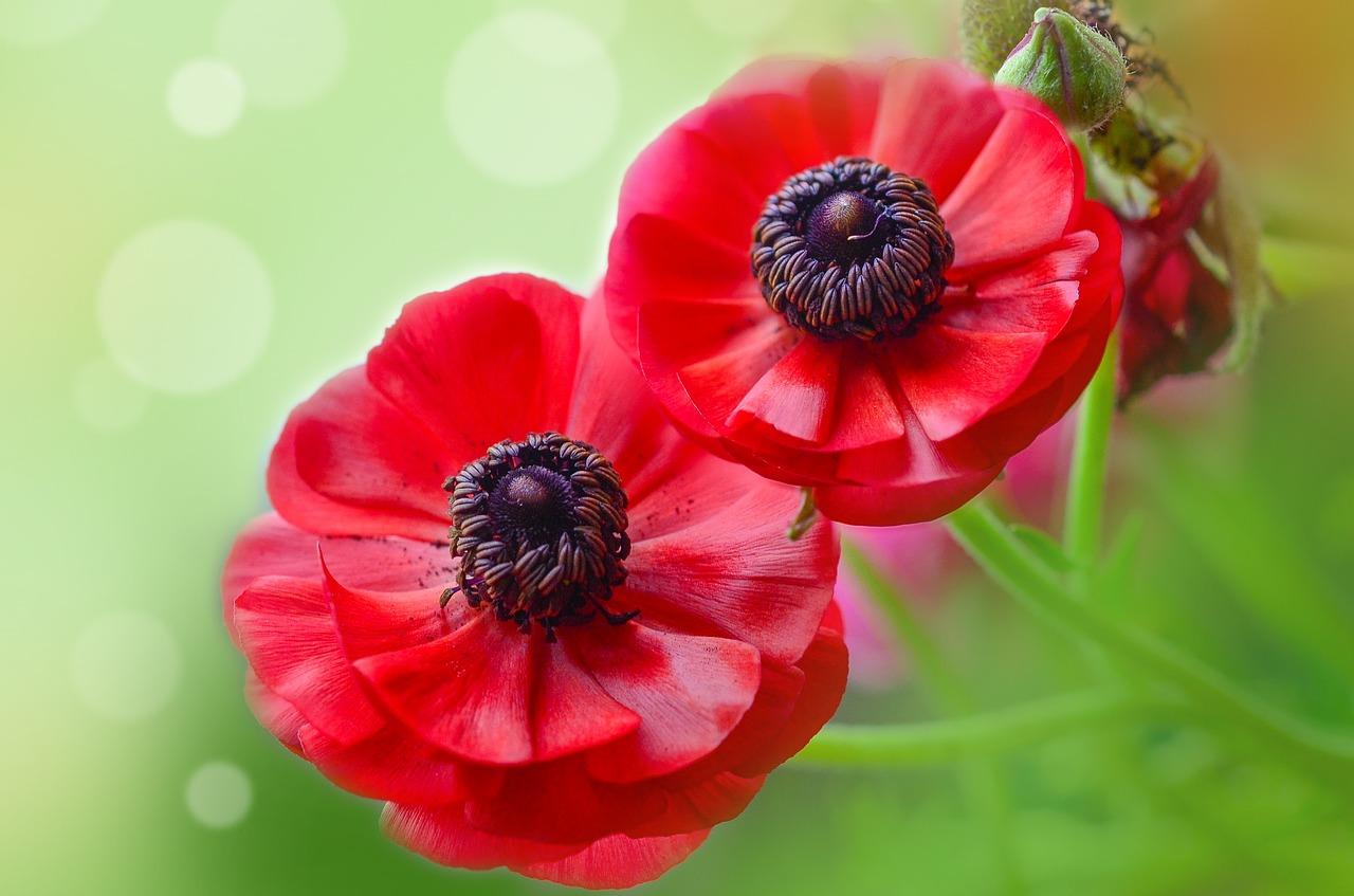 如何保存鲜切花