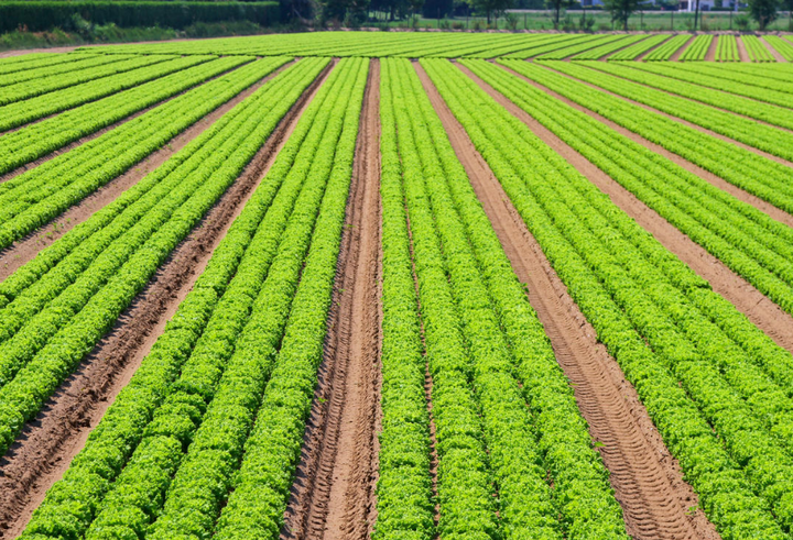 归农商城丨归农电商:绿色农业引领农业强国新篇章