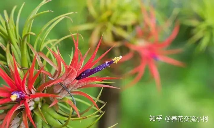 好养的小众植物,空气凤梨室内养护指南,从开花到繁殖 - 知乎
