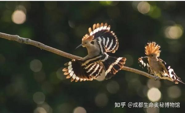 臭姑鸪（gū）——戴胜 - 知乎