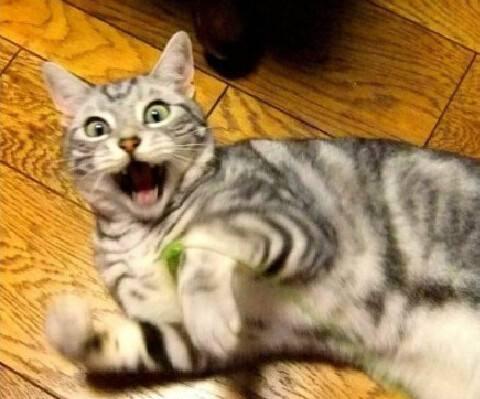 猫咪最害怕什么