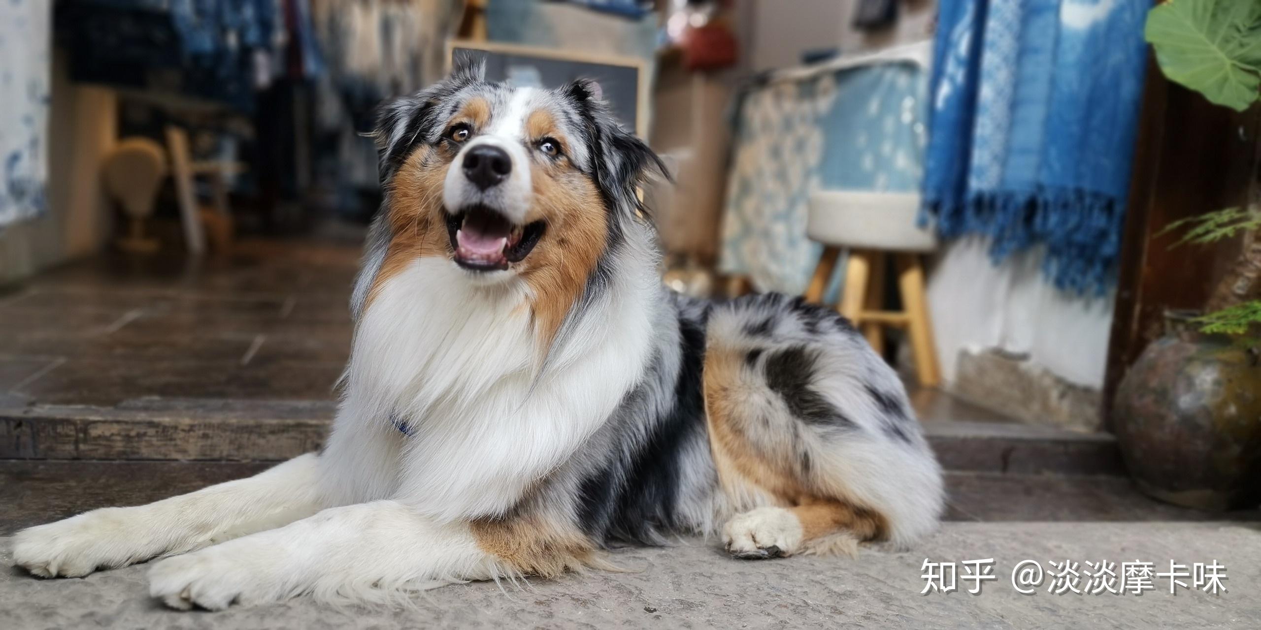 澳大利亚牧羊犬澳牧你有见过实体么