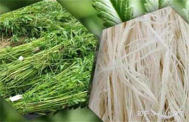 汉麻、亚麻、苎麻、雨露麻之间的区别有哪些? - 知乎