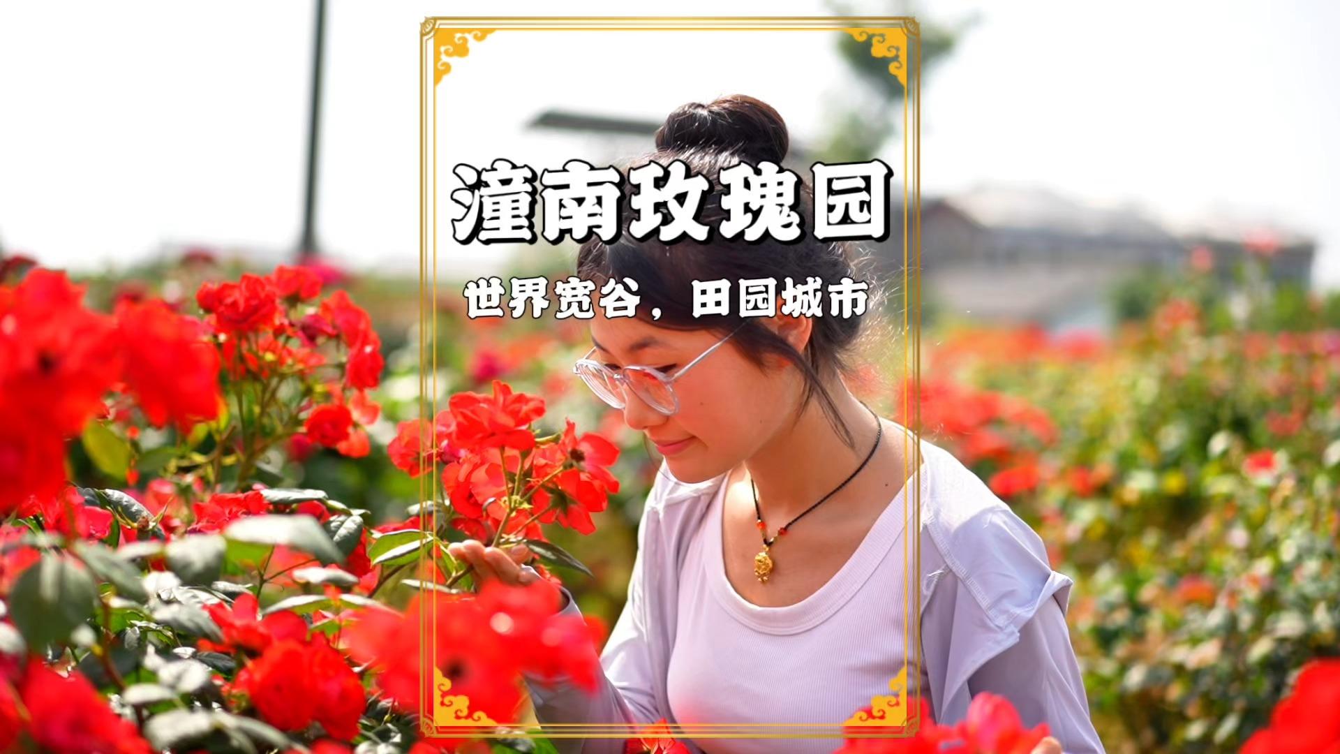 五一赏花好去处重庆潼南玫瑰园花开正艳免费开放等你来赏