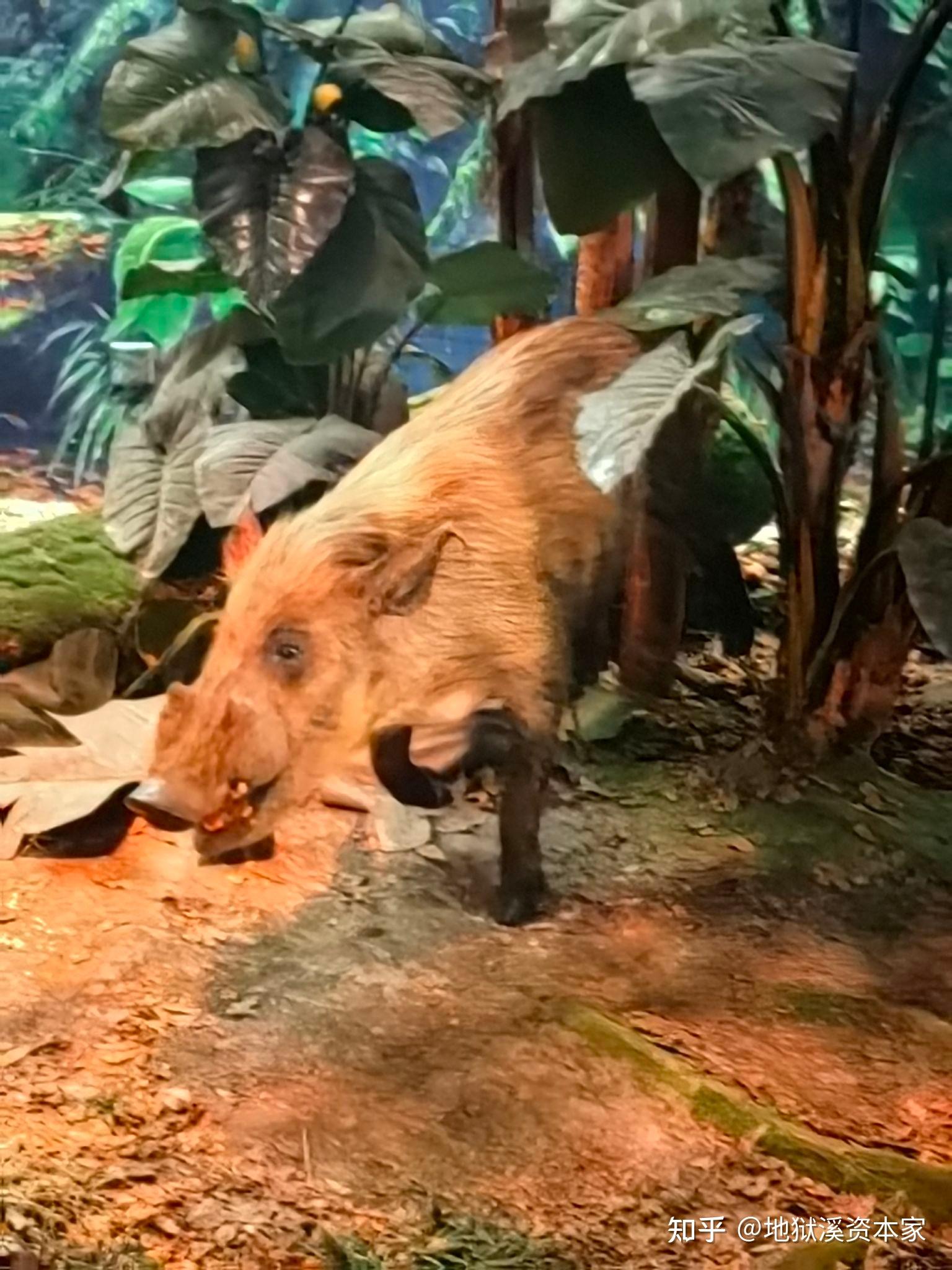 热带雨林有哪些动物?