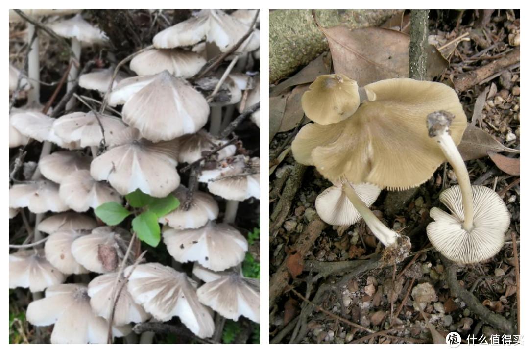 别错过:6-10月野生菌开大会!【云南吃菌指南】 - 知乎