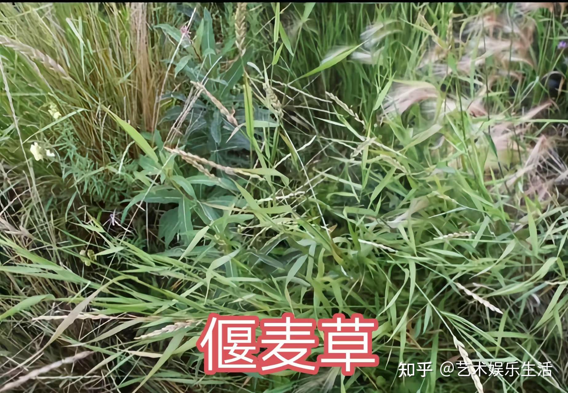 禾本科早熟禾亚科的72种代表植物 - 知乎