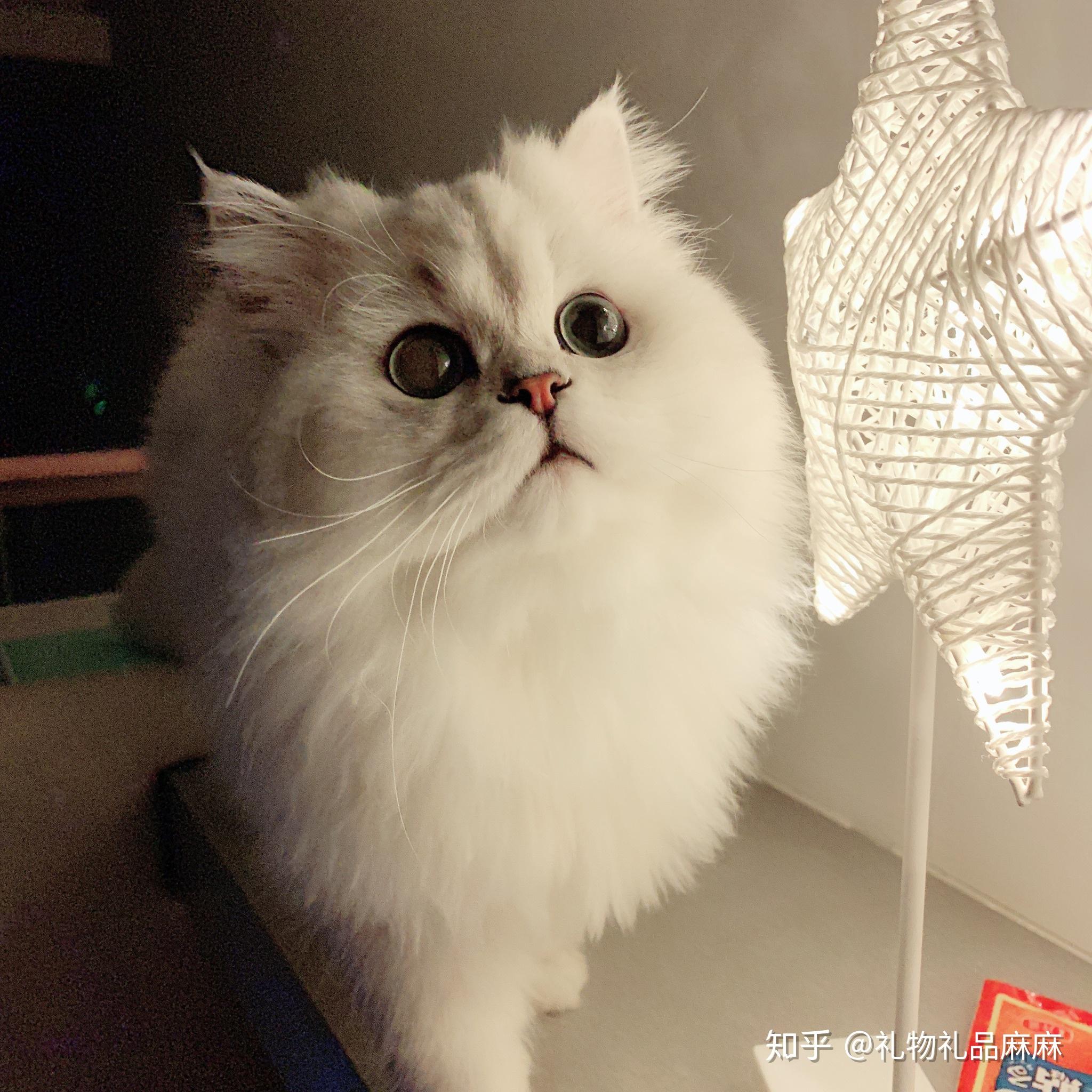 金吉拉小时候毛色深长大了会变成什么颜色呢各位最好po一下长大前后