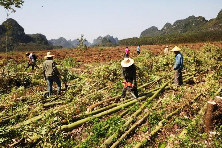 强力“清桉”,广西意欲为何? - 知乎