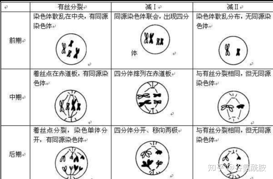 植物卵母细胞减数图解图片