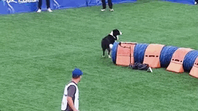 边牧「徐豆豆」因参加比赛时频繁跑错路线、拒过障碍走红，为啥一只小狗的「快乐乱跑」这么吸引人？