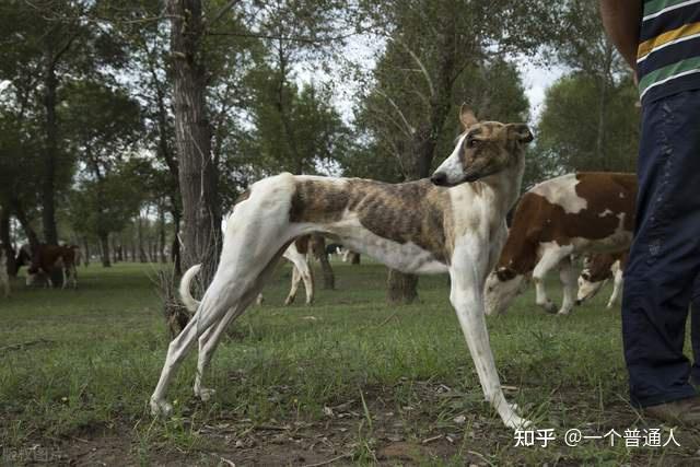 传说中的“哮天犬”——中国细犬,为什么很少人养? - 知乎