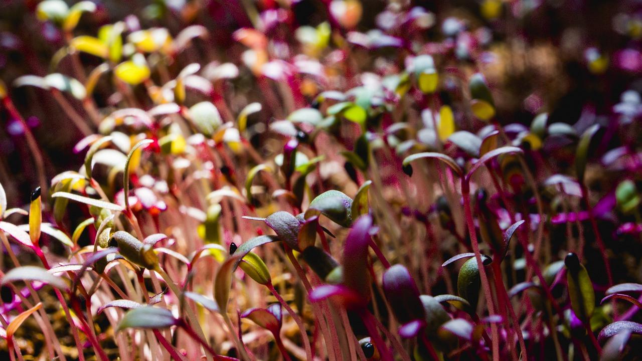 3. 栀子花花期延长