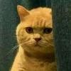 西部最亮的猫