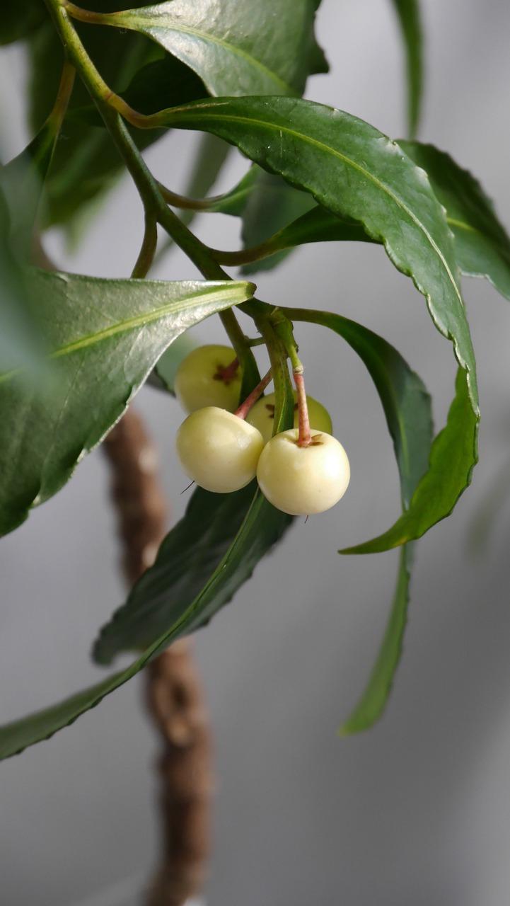 小叶紫檀怎么养植